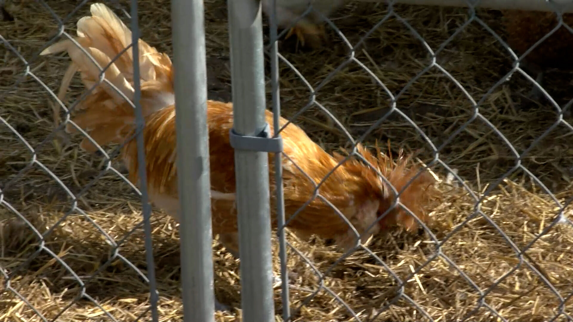 The Spread of Bird Flu Continues to Impact Farms on Delmarva